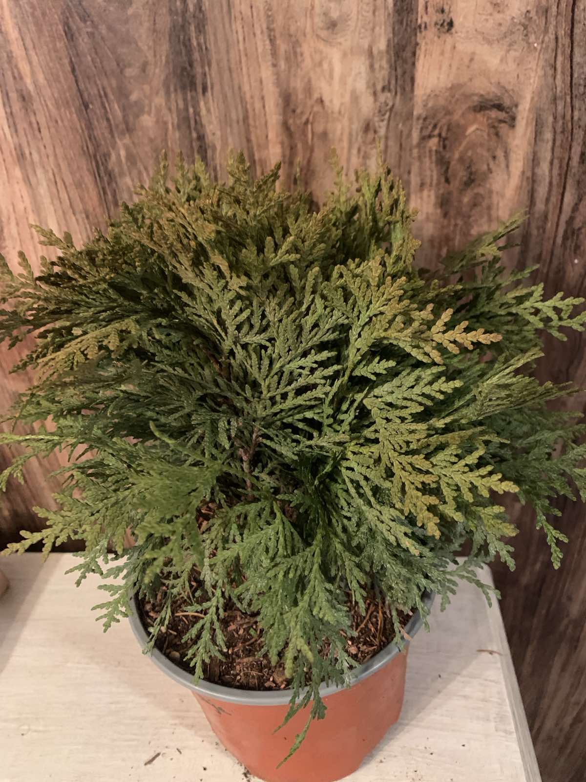 Thuja occidentalis 'Danica' / Törpe gömbtuja