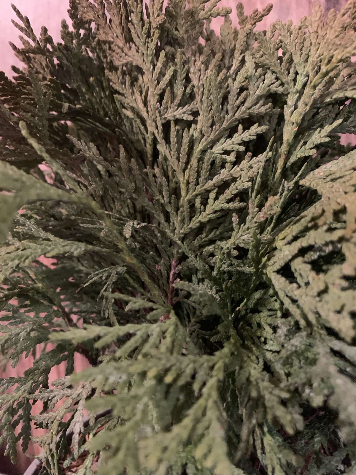 Thuja occidentalis 'Danica' / Törpe gömbtuja - Image 2