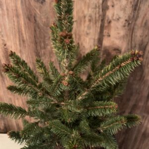 Picea abies 'Will's Zwerg' / Törpe lucfenyő