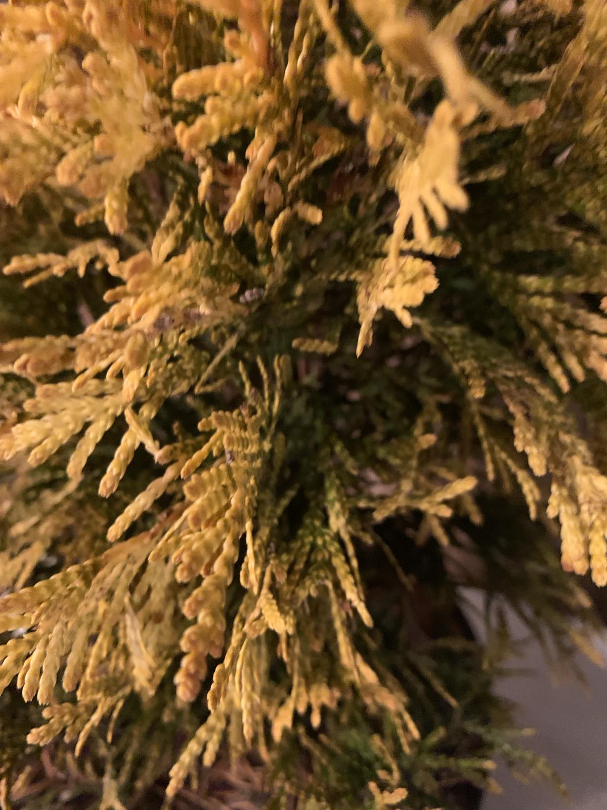 Thuja plicata '4ever goldy' / Arany tuja - Image 2