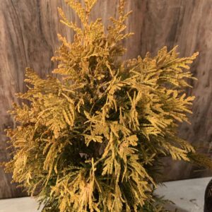 Thuja plicata '4ever goldy' / Arany tuja