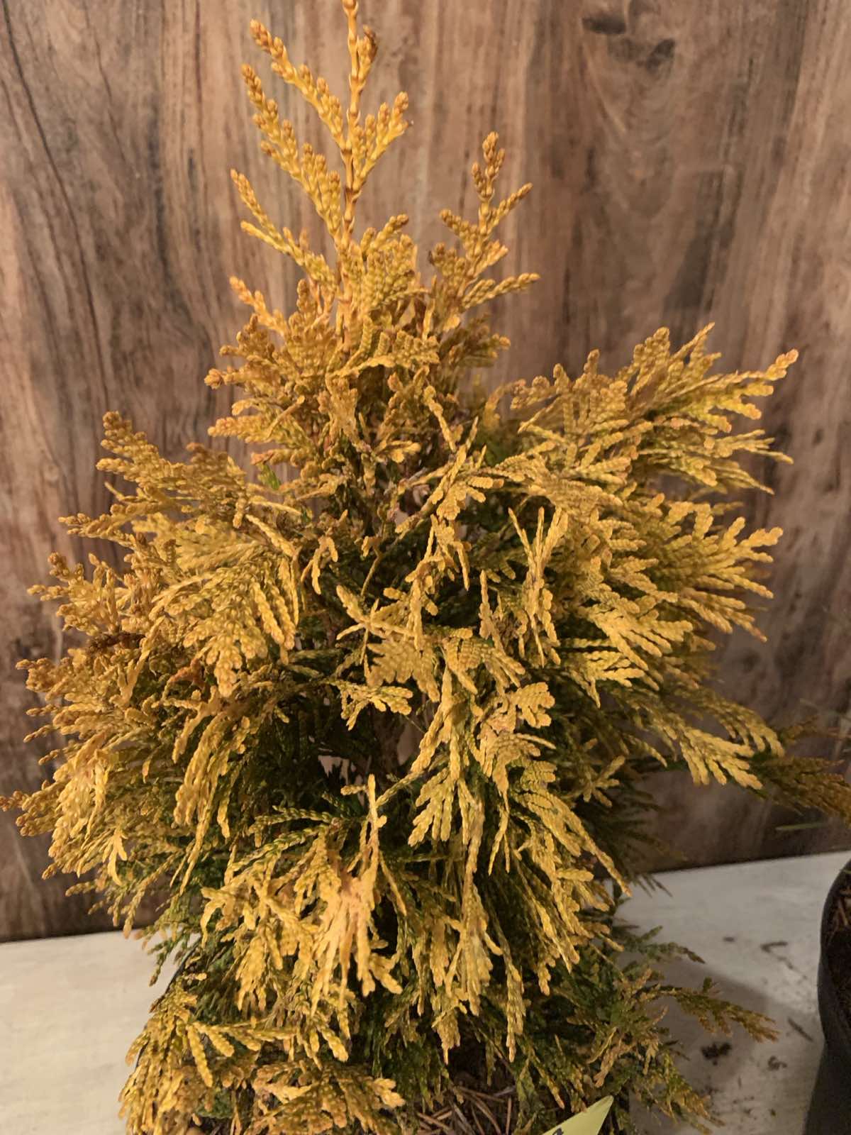 Thuja plicata '4ever goldy' / Arany tuja