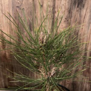 Pinus nigra 'Karaca Ball' / Feketefenyő
