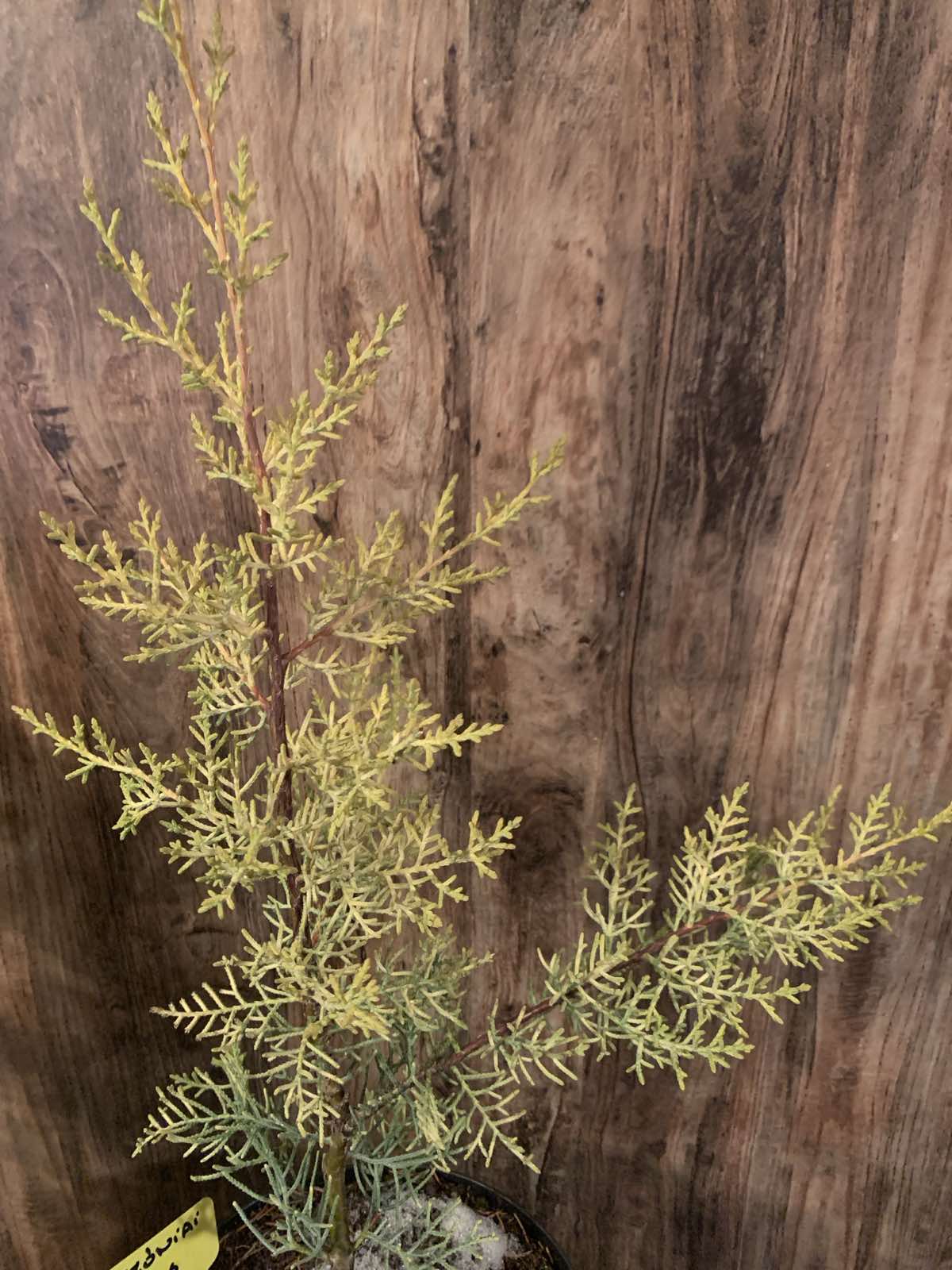 Cupressus arizonica 'Aurea' / Arizóniai ciprus - Image 3