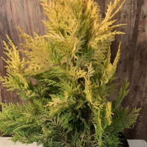 Cupressocyparis leylandii 'Gold Rider' / Arany leyland ciprus