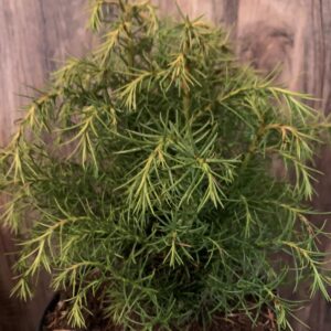 Cryptomeria japonica 'Elegans Virdis' / Japán ciprus