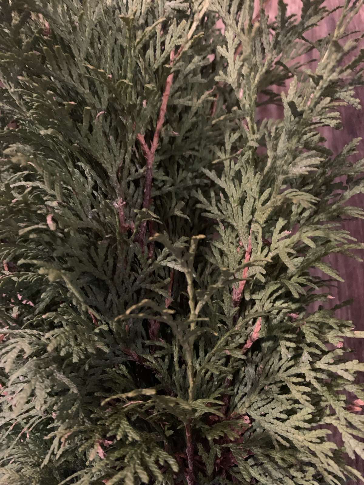 Thuja occidentalis 'Barabits Compact' / Törpe oszlop tuja - Image 3
