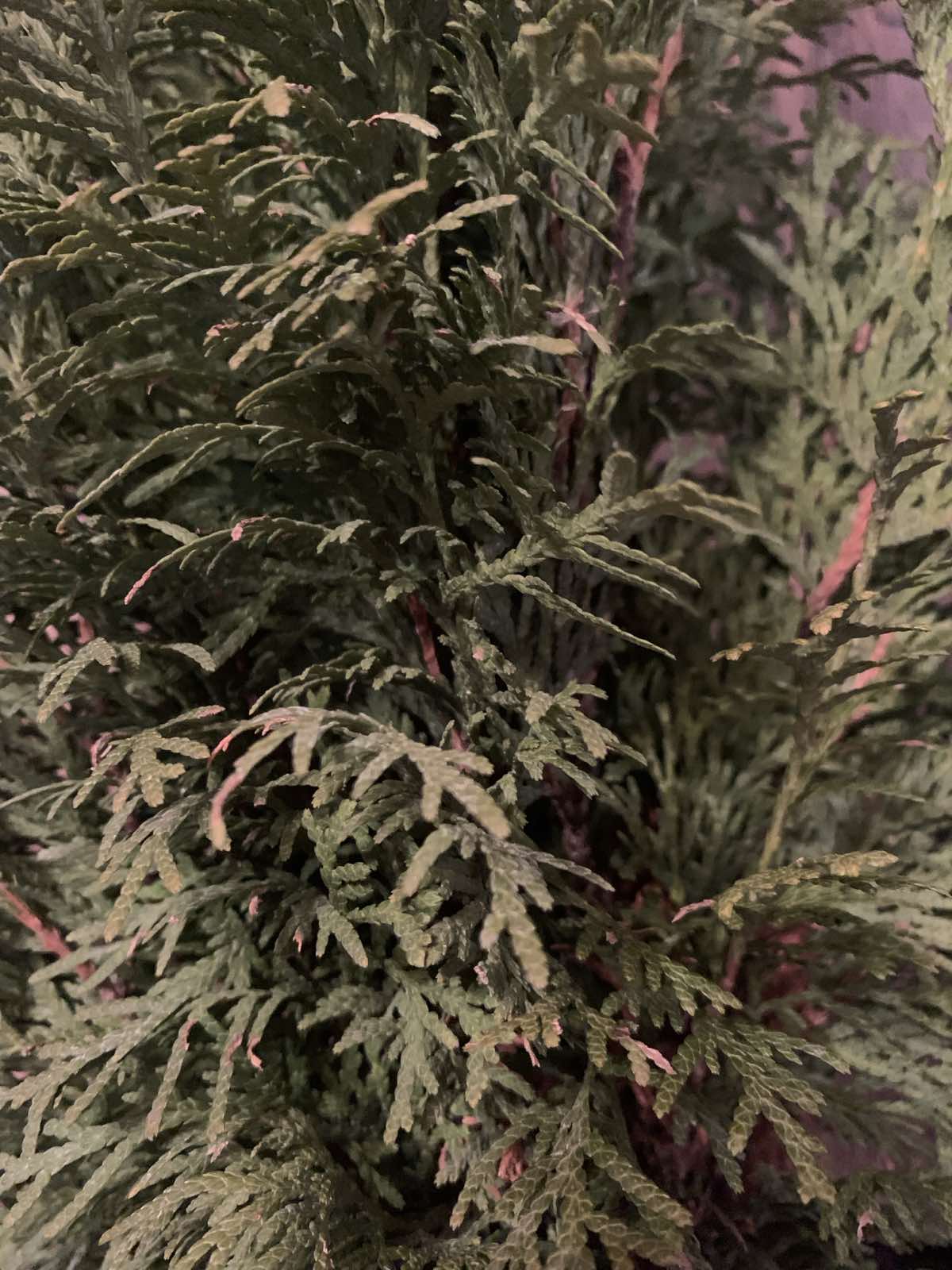 Thuja occidentalis 'Barabits Compact' / Törpe oszlop tuja - Image 2