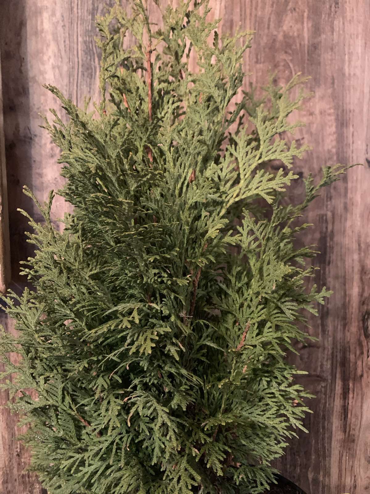 Thuja occidentalis 'Barabits Compact' / Törpe oszlop tuja