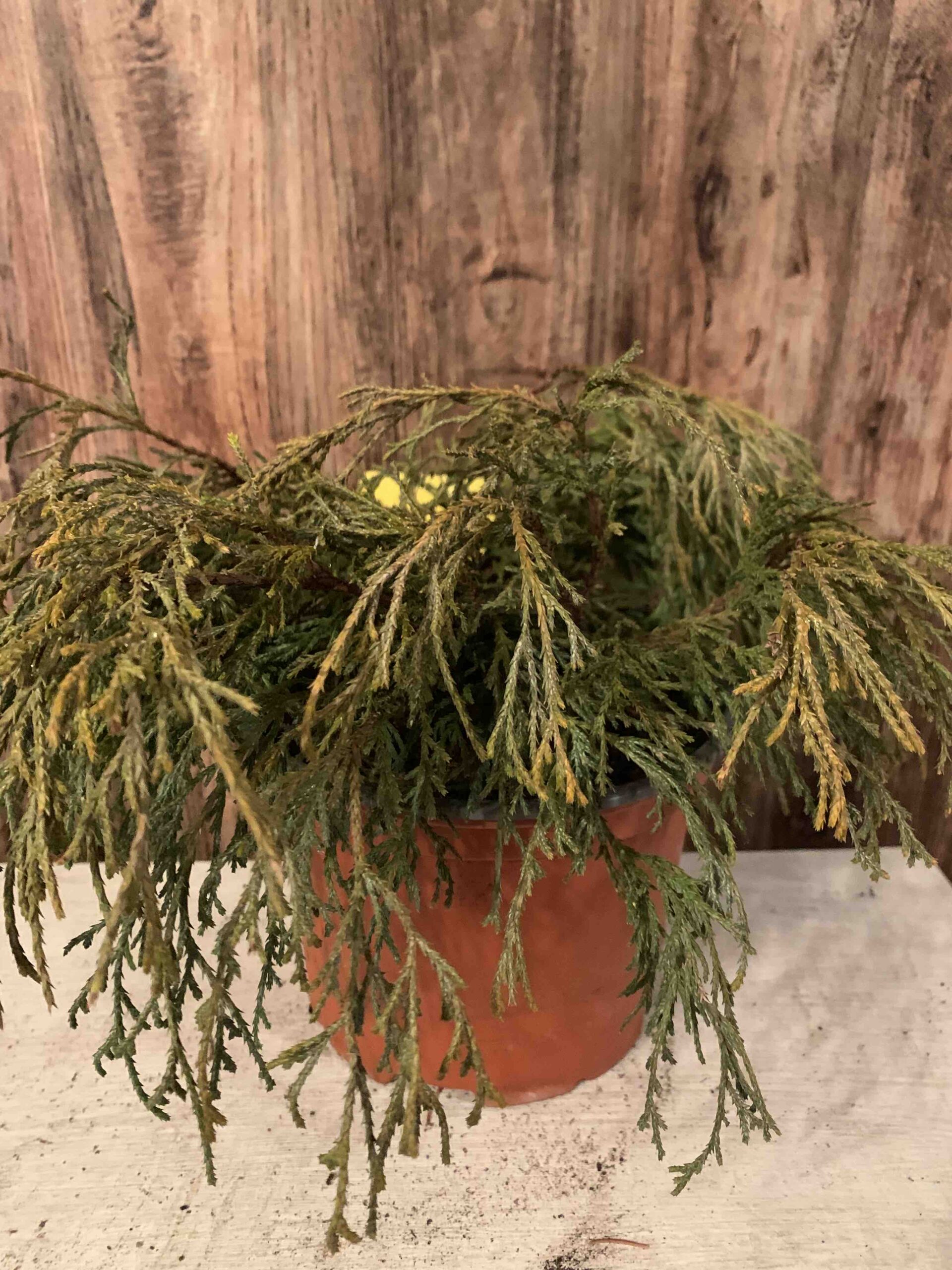 Chamaecyparis Pisifera 'Sungold' / Aranyszínű hamisciprus - Image 3