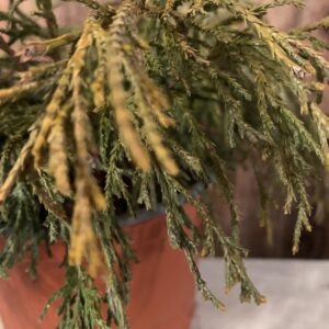 Chamaecyparis Pisifera 'Sungold' / Aranyszínű hamisciprus