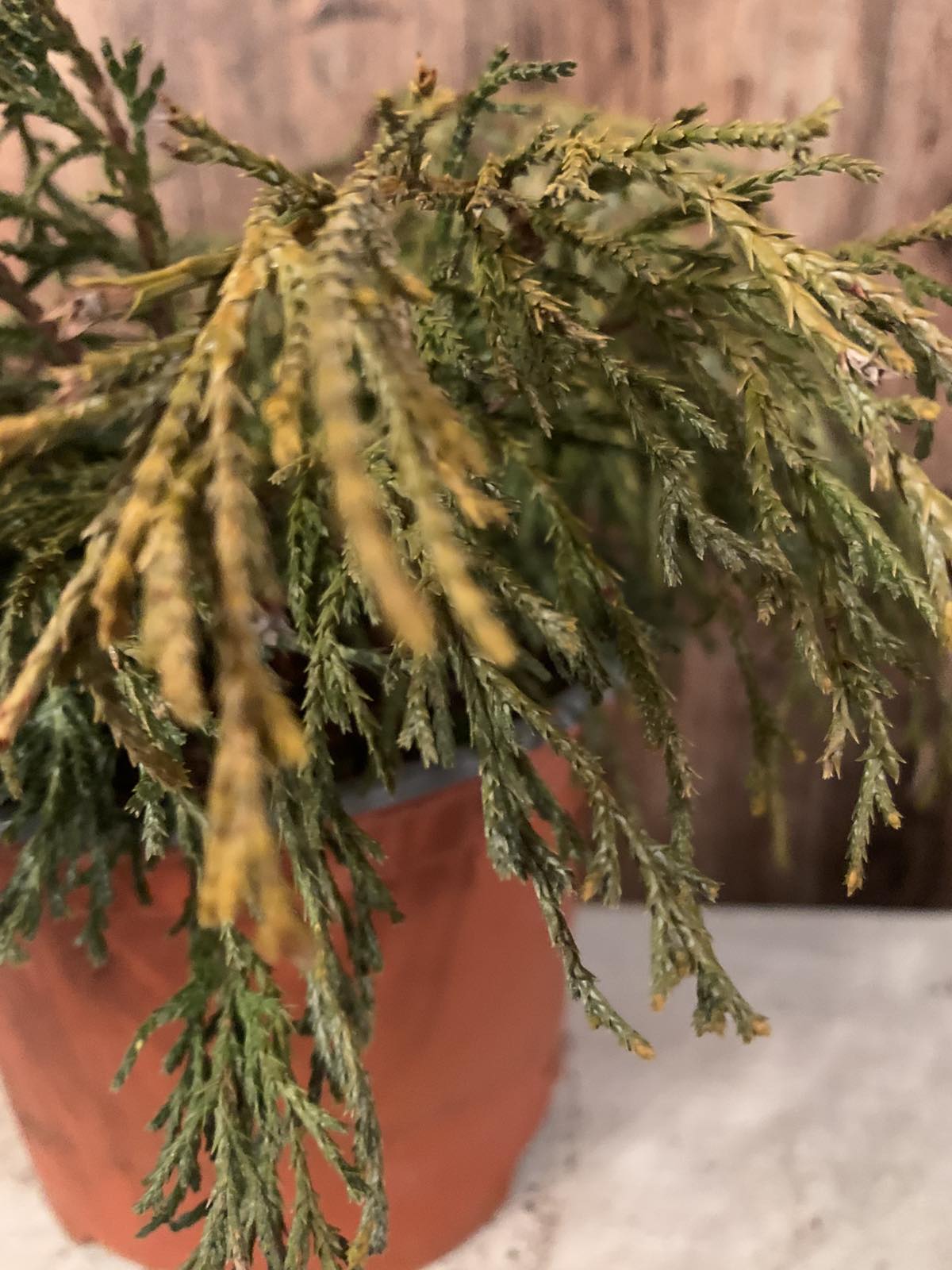 Chamaecyparis Pisifera 'Sungold' / Aranyszínű hamisciprus