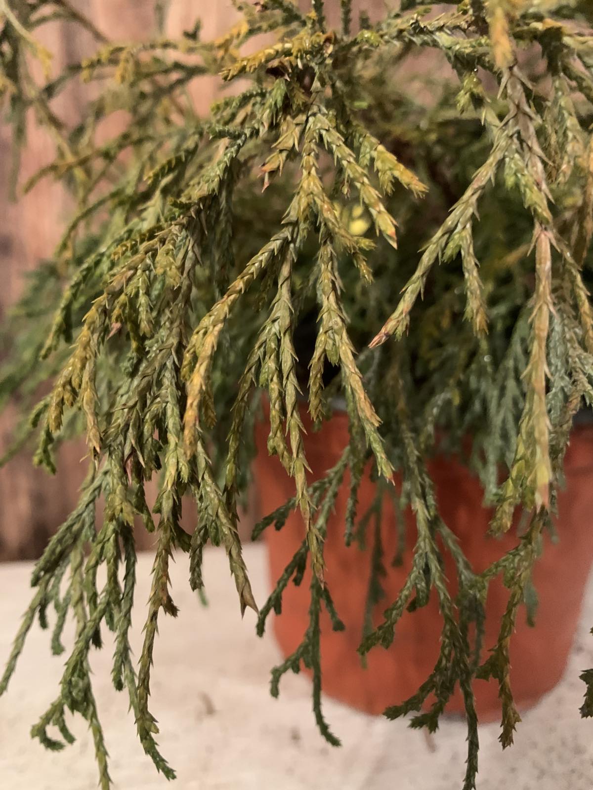 Chamaecyparis Pisifera 'Sungold' / Aranyszínű hamisciprus - Image 2