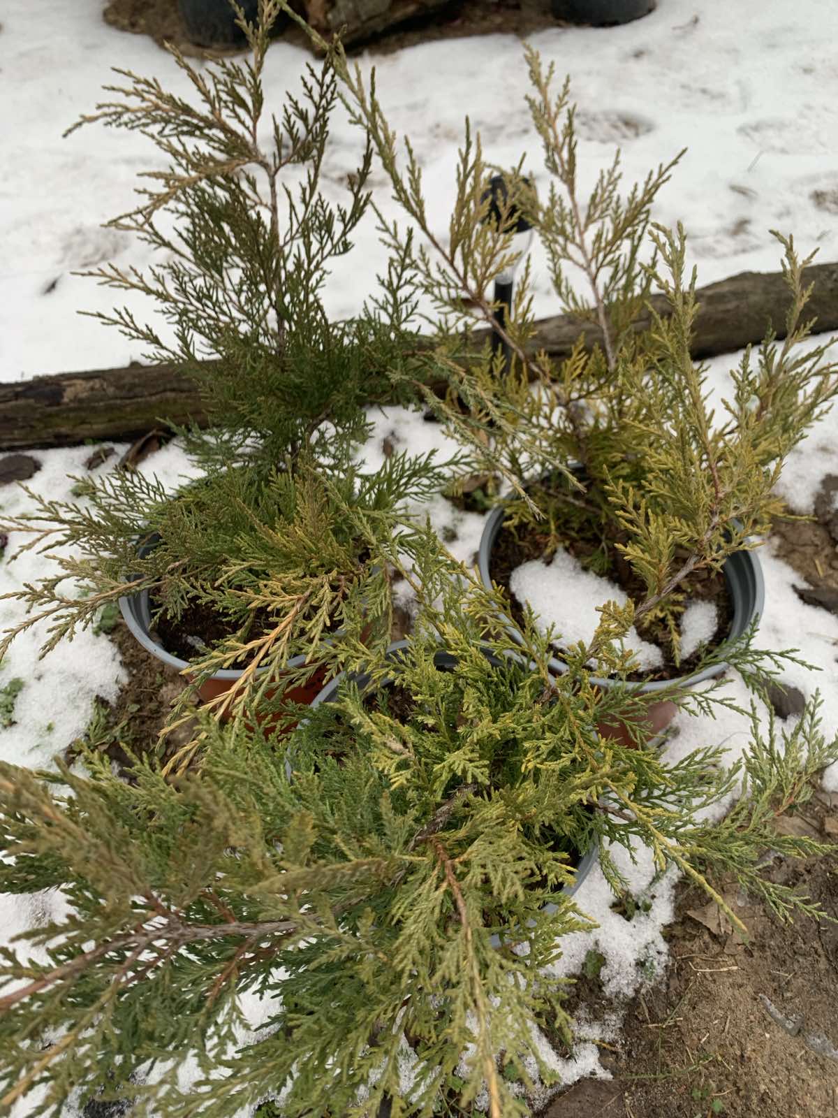 Juniperus x media 'Old gold' / Óarany terülő boróka - Image 3
