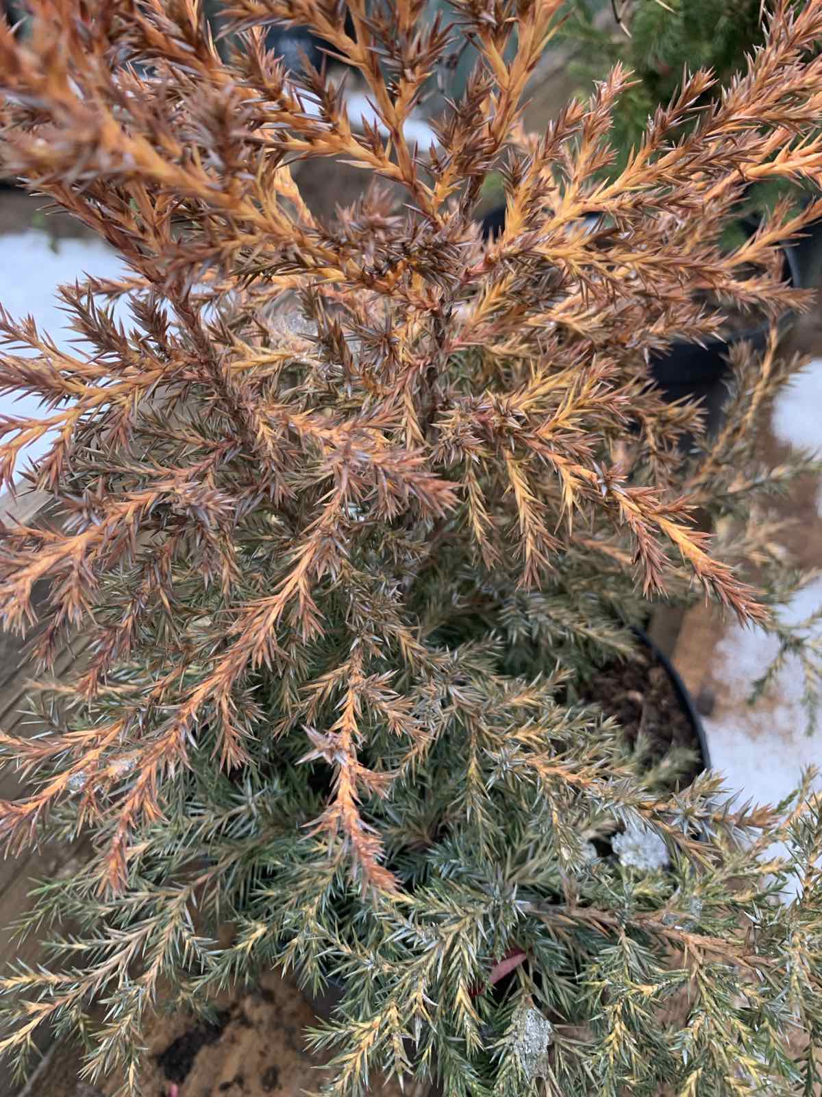 Juniperus chinenis 'Gold Rush' / Kínai boróka