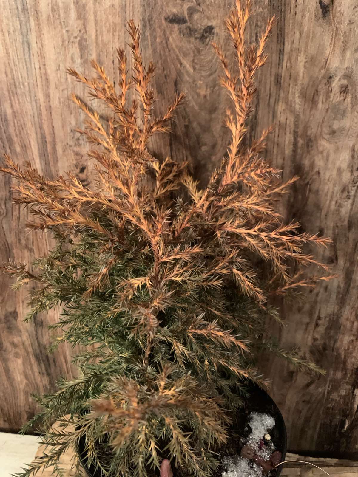 Juniperus chinenis 'Gold Rush' / Kínai boróka - Image 2