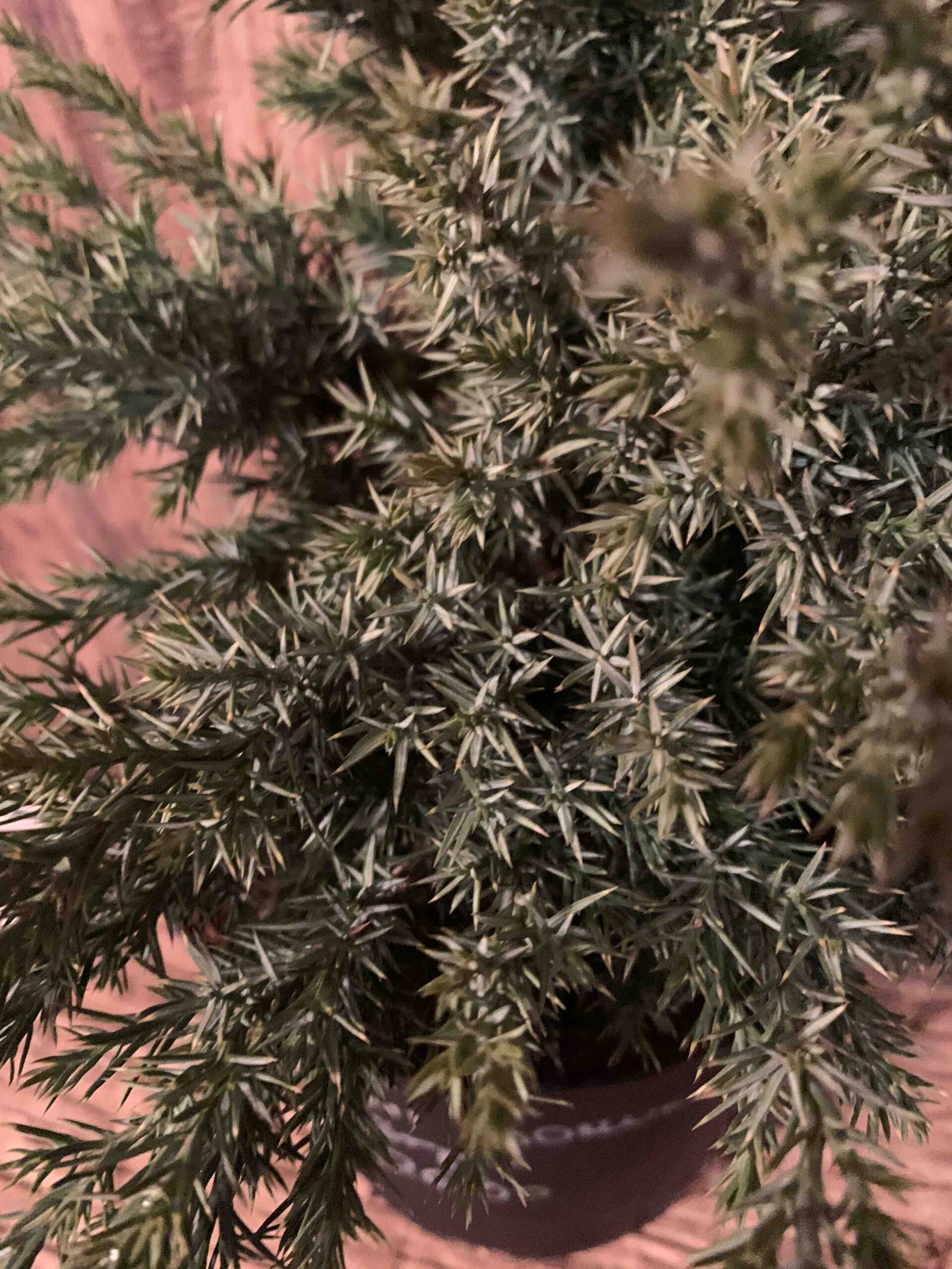 Juniperus chinensis 'Echiniformis' / Kínai törpe boróka - Image 3