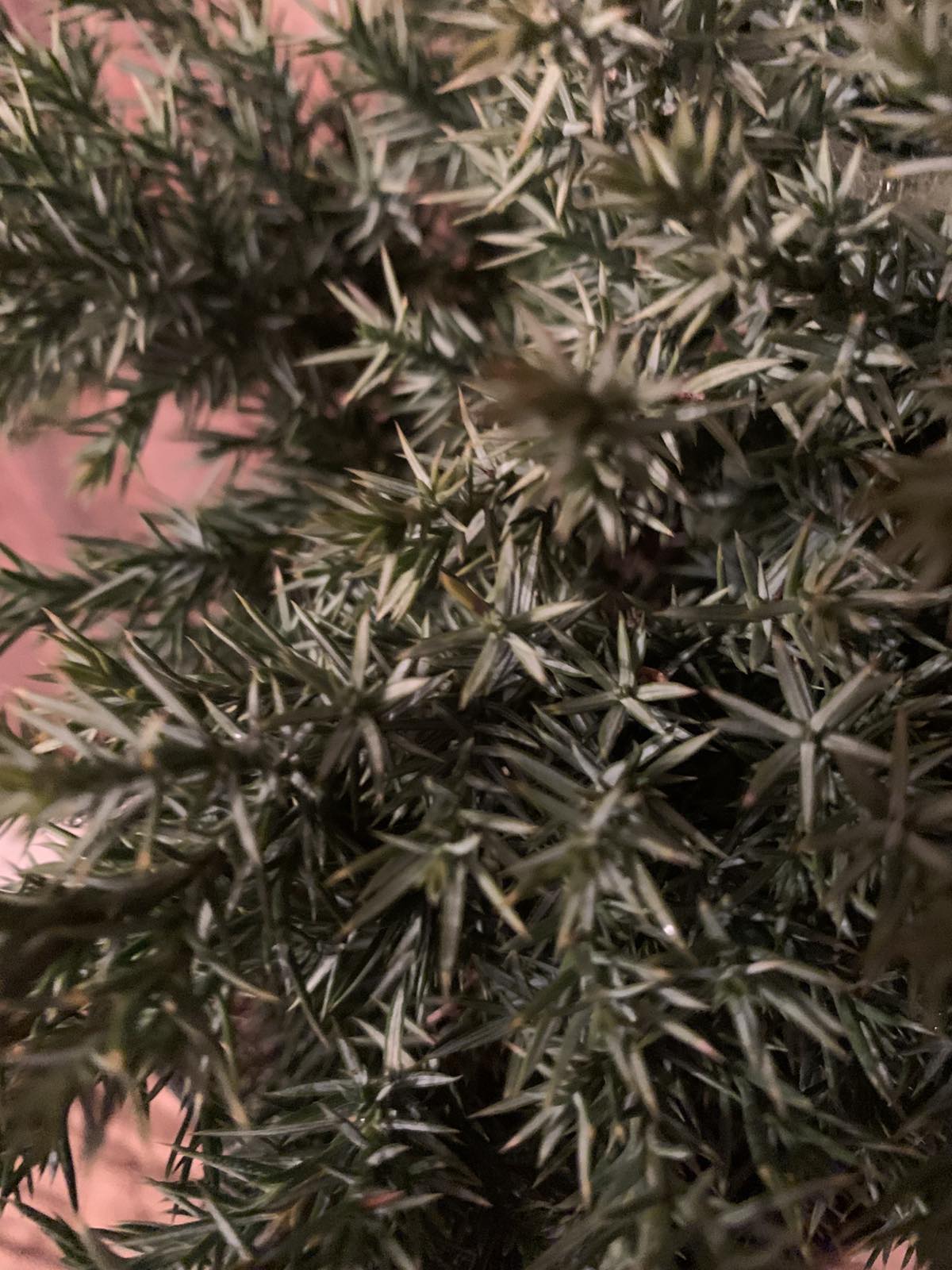 Juniperus chinensis 'Echiniformis' / Kínai törpe boróka - Image 2