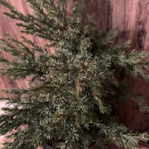 Juniperus chinensis 'Echiniformis' / Kínai törpe boróka