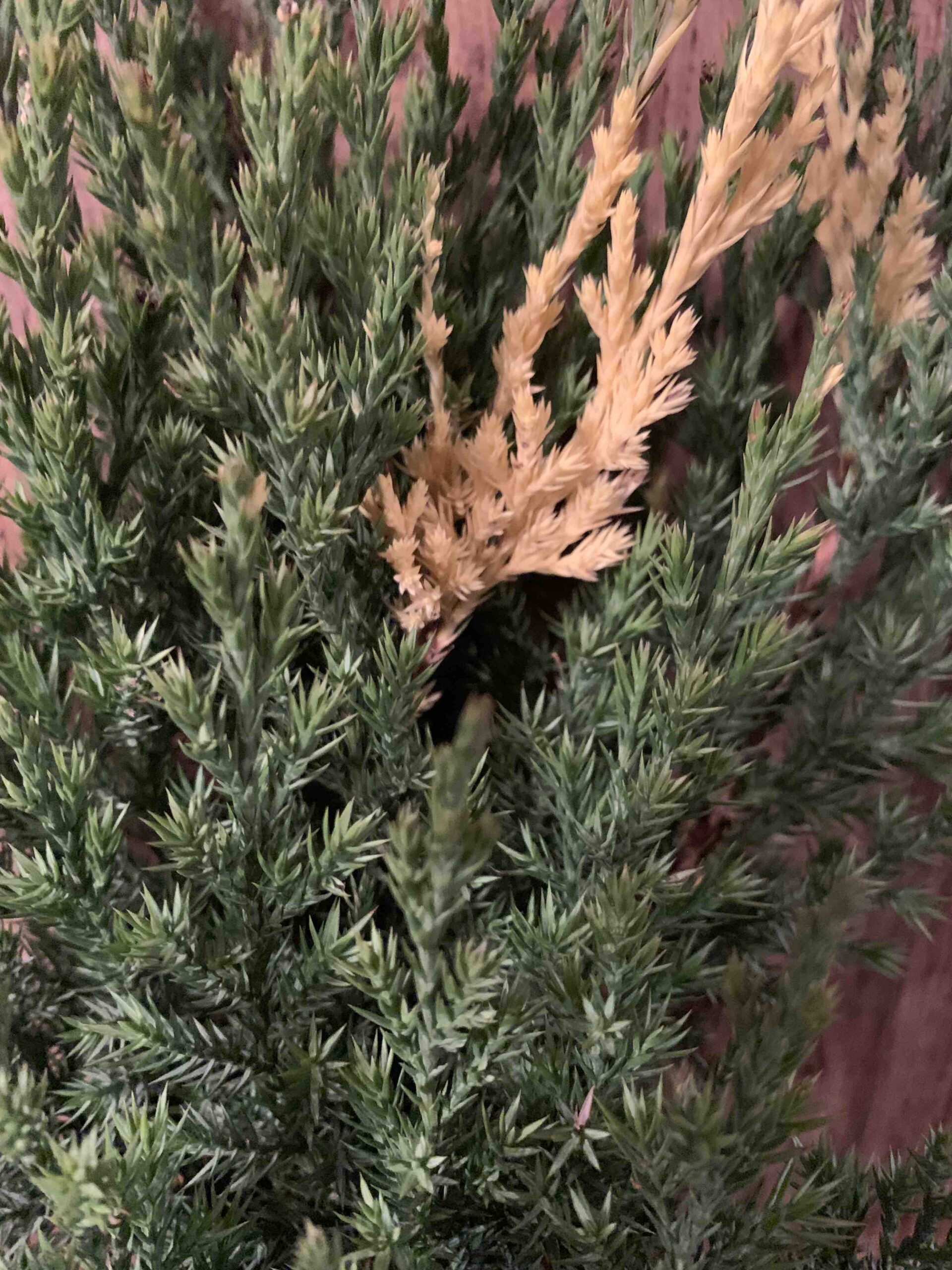 Juniperus chinensis 'Stricta Variegata' / Kínai tarka boróka - Image 3