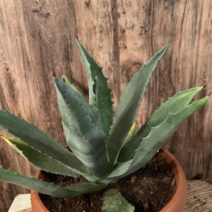 Agave tequilana (Weber's Blue Agave) / Kék agavé kaktusz