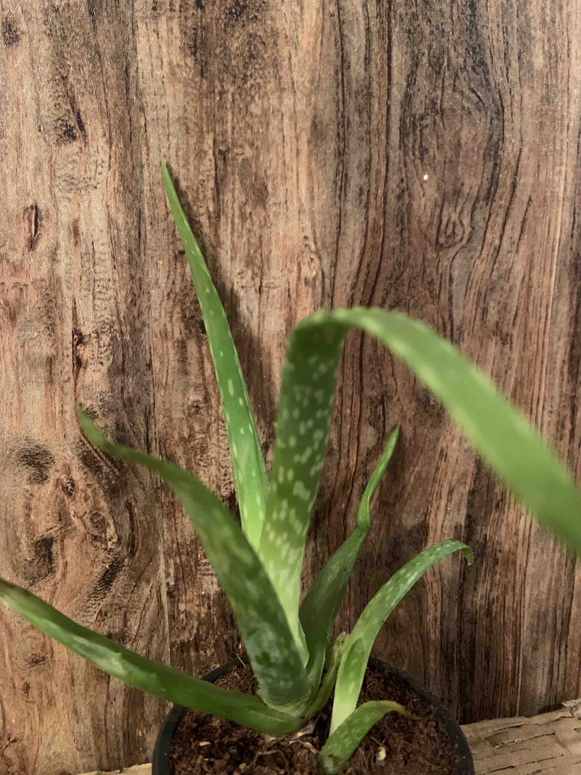 Aloe Vera / Aloé