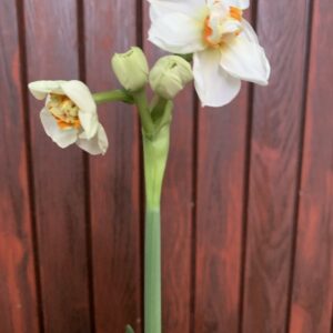 Narcissus / hajtatott nárcisz