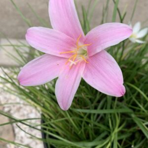 Zephirantes carinata / Zefírvirág