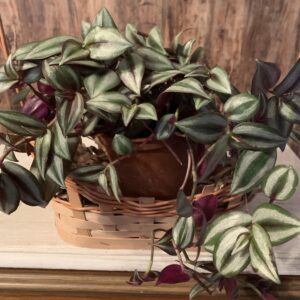 Tradescantia zebrina / Tarka pletyka