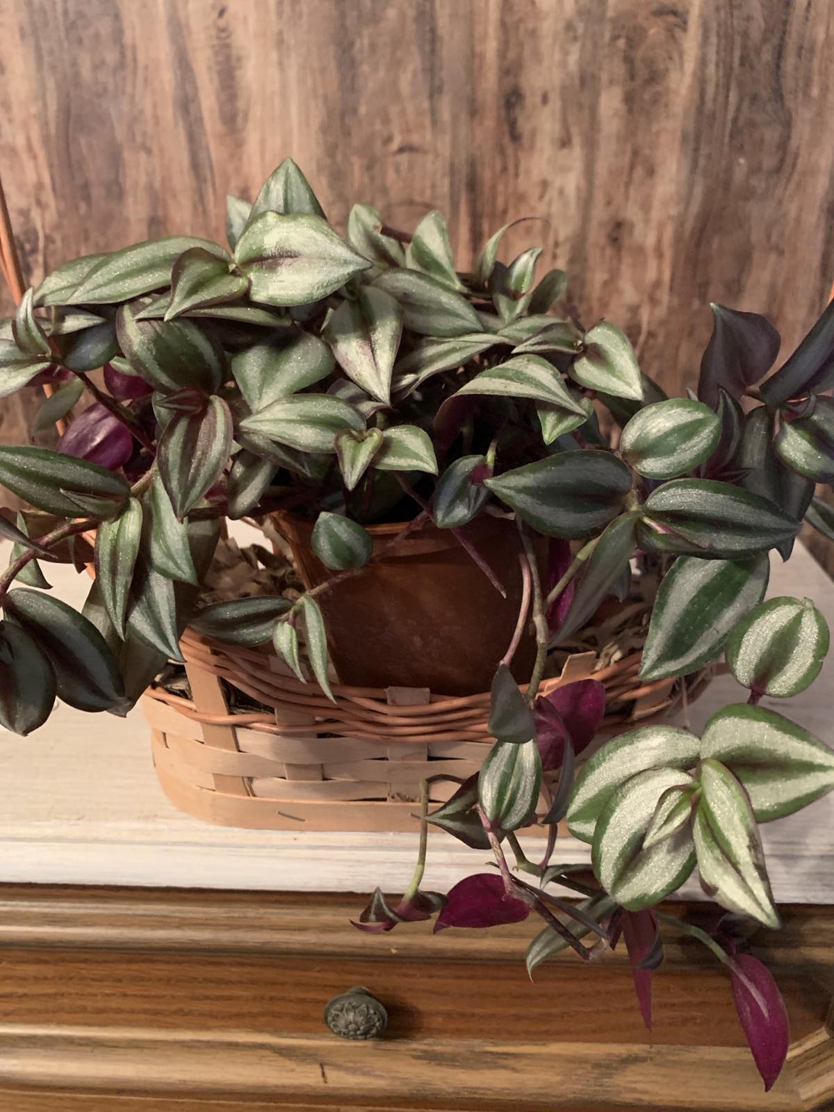 Tradescantia zebrina / Tarka pletyka