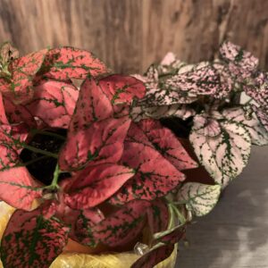 Hypoestes phyllostachya / Pettyeslevél