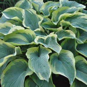 Hosta sieboldiana 'American Halo' / Árnyékliliom