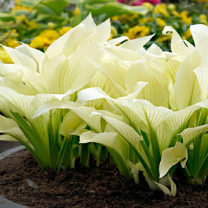 Hosta 'White Feather' / Árnyékliliom