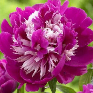 Paeonia lactiflora 'Celebrite' / Bazsarózsa