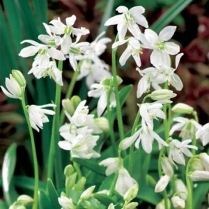 Scilla siberica / Csillagvirág