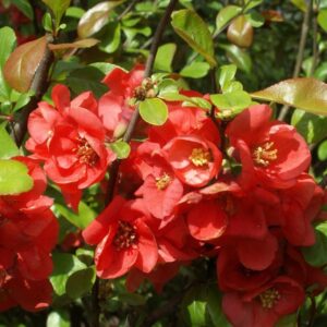 Chaenomeles japonica 'Red Joy' / Piros virágú japánbirs