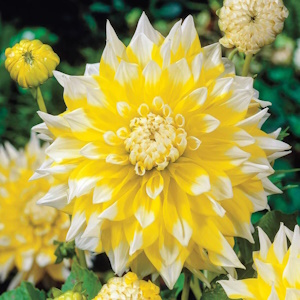 Dahlia 'Grand Prix' / Dália