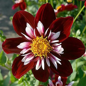 Dahlia 'Nigth Butterfly' / Dália