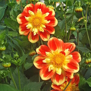 Dahlia 'Pooh' / Dália