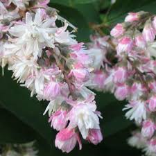 Deutzia crenata 'Pride of Rochester' / Gyöngyvirágcserje