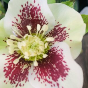 Helleborus orientalis  'Pretty Ellen White Spotted' / keleti hunyor