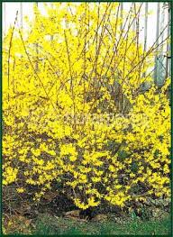 Forsythia x intermedia 'Maluch' / Aranycserje