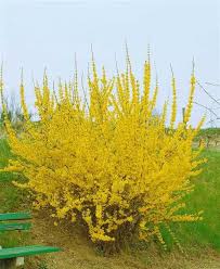 Forsythia x intermedia 'Maluch' / Aranycserje - Image 3