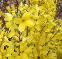 Forsythia viridissima 'Weber's Bronx' / Törpe aranycserje