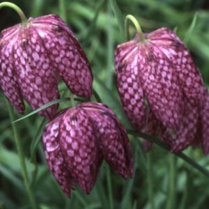 Fritillaria meleagris / Mocsári kockásliliom