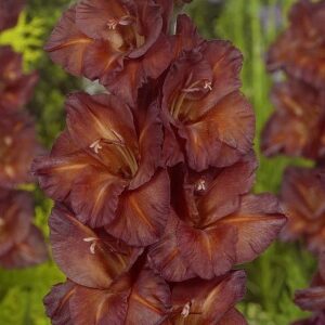 Gladiolus 'Chocolate' / Kardvirág