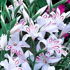 Gladiolus nanus 'Nymph' / Kardvirág