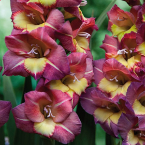 Gladioulus 'Vasto' / Kardvirág