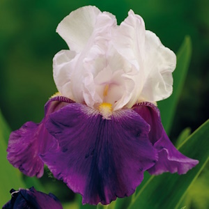 Iris germanica 'Arpege' / Nőszirom