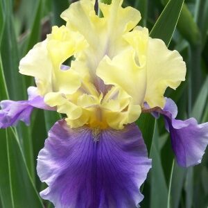Iris germanica 'Edith Wolford' / Nőszirom